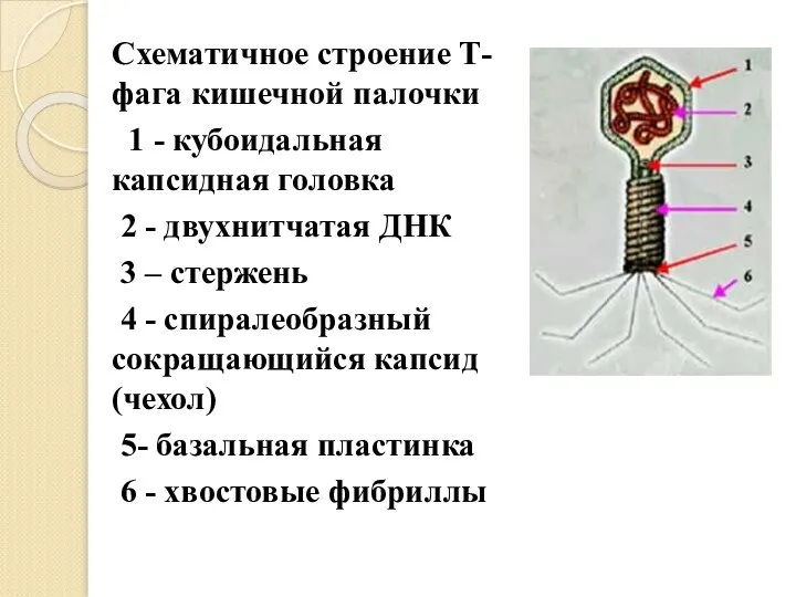 Схематичное строение Т-фага кишечной палочки 1 - кубоидальная капсидная головка 2