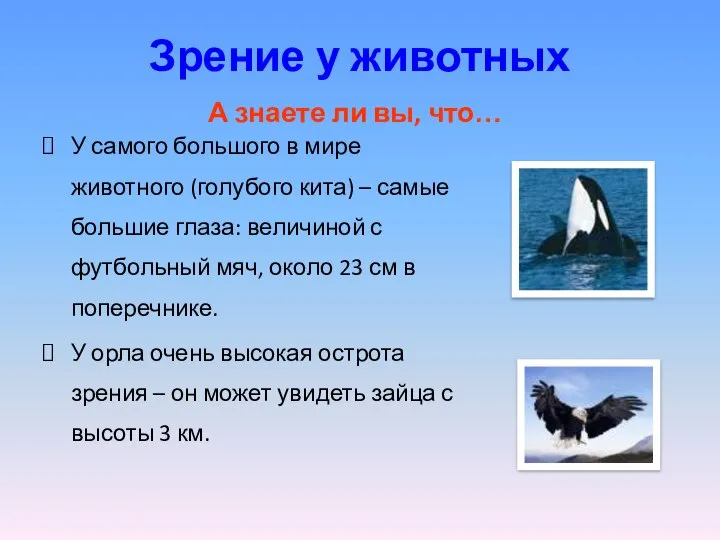 Зрение у животных У самого большого в мире животного (голубого кита)