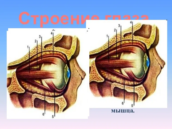 Строение глаза Мышцы глаза 1 - наружная прямая; 2 - внутренняя