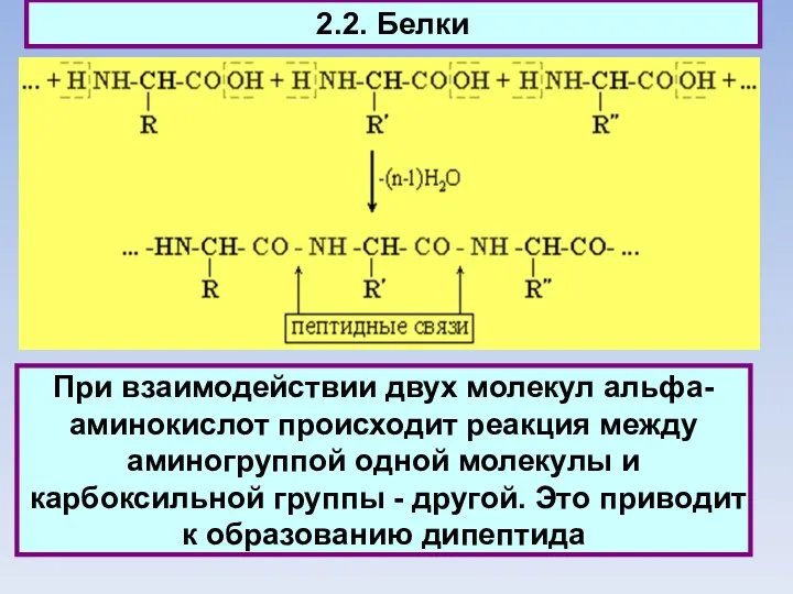 2.2. Белки При взаимодействии двух молекул aльфа-аминокислот происходит реакция между аминогруппой