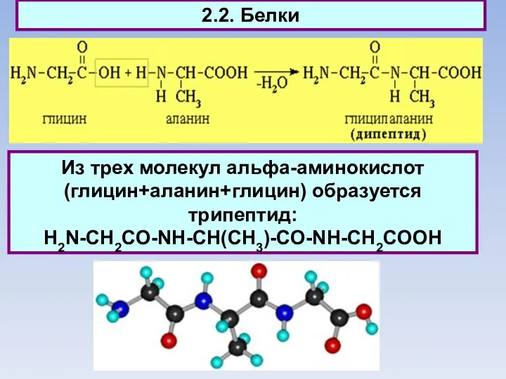 2.2. Белки Из трех молекул aльфа-аминокислот (глицин+аланин+глицин) образуется трипептид: H2N-CH2CO-NH-CH(CH3)-CO-NH-CH2COOH