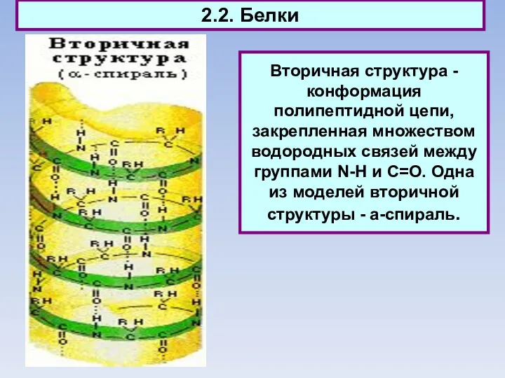 2.2. Белки Вторичная структура - конформация полипептидной цепи, закрепленная множеством водородных