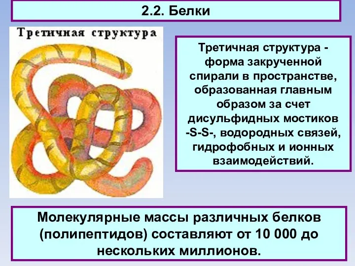 2.2. Белки Третичная структура - форма закрученной спирали в пространстве, образованная