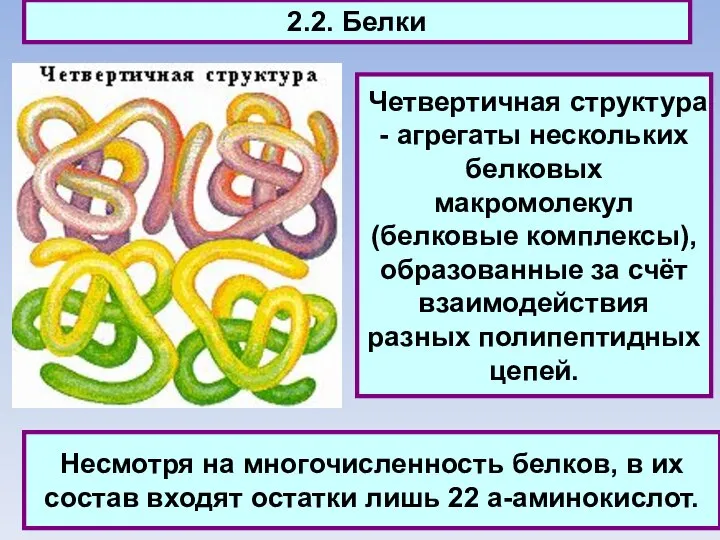 2.2. Белки Четвертичная структура - агрегаты нескольких белковых макромолекул (белковые комплексы),