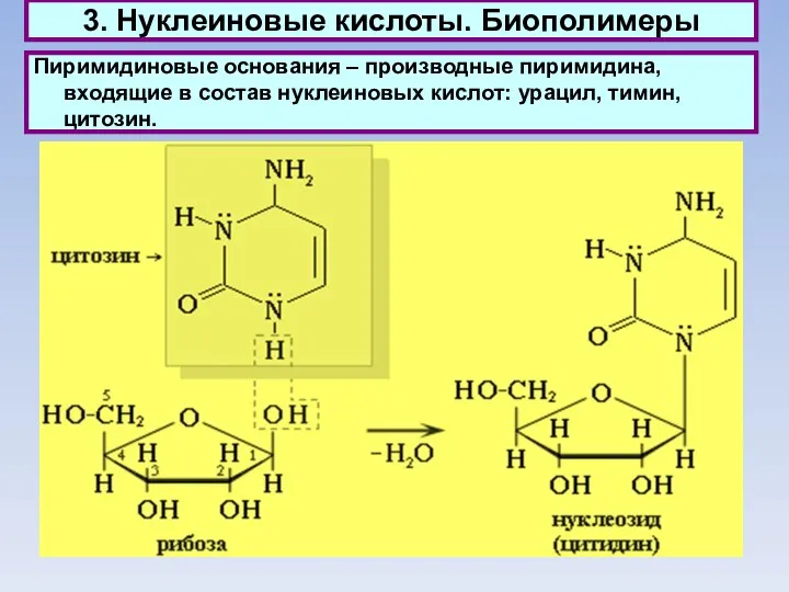 3. Нуклеиновые кислоты. Биополимеры Пиримидиновые основания – производные пиримидина, входящие в