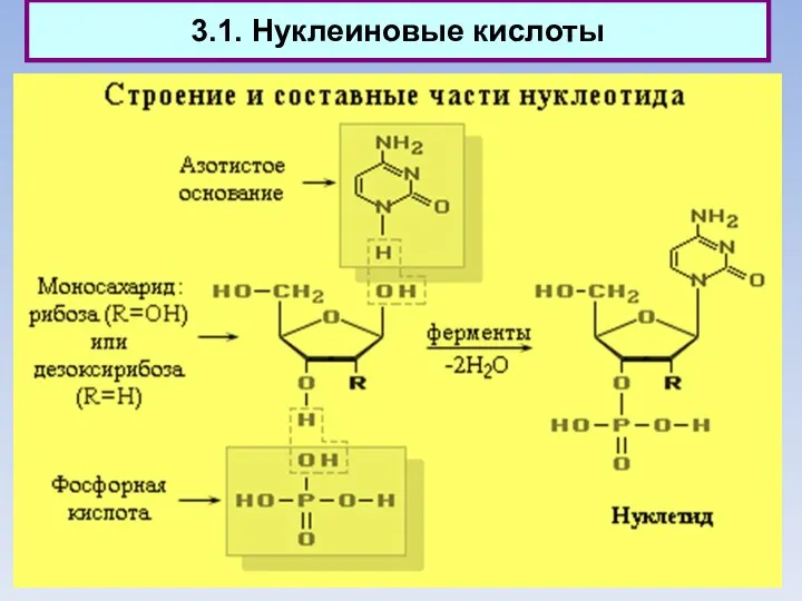 3.1. Нуклеиновые кислоты