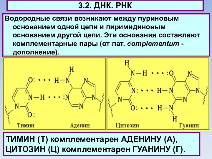 3.2. ДНК. РНК Водородные связи возникают между пуриновым основанием одной цепи