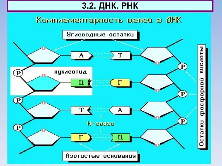 3.2. ДНК. РНК