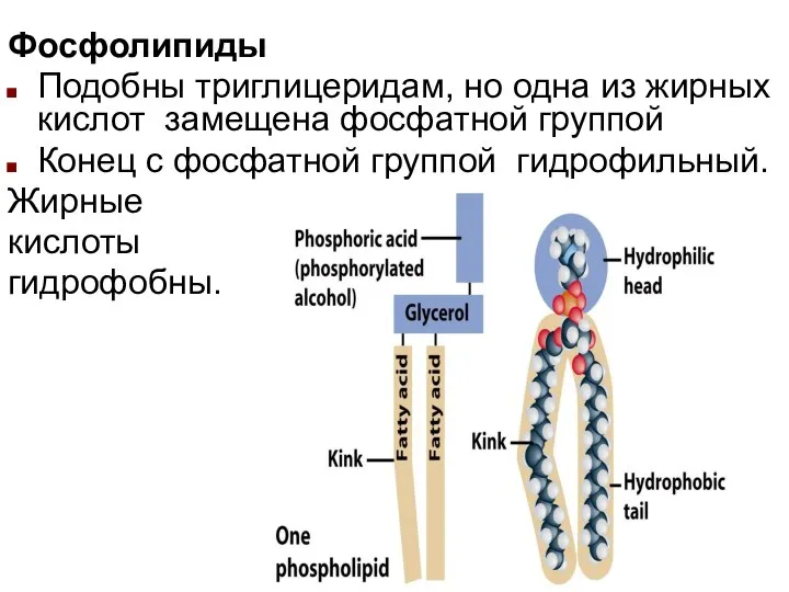 Фосфолипиды Подобны триглицеридам, но одна из жирных кислот замещена фосфатной группой