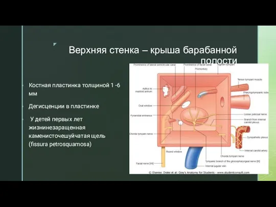 Верхняя стенка – крыша барабанной полости Костная пластинка толщиной 1 -6