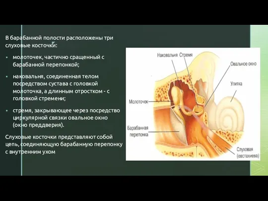 В барабанной полости расположены три слуховые косточки: молоточек, частично сращенный с