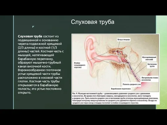 Слуховая труба Слуховая труба состоит из подвешенной к основанию черепа подвижной