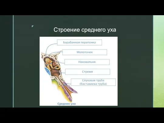 Строение среднего уха