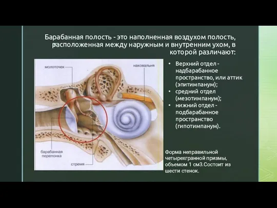 Барабанная полость - это наполненная воздухом полость, расположенная между наружным и