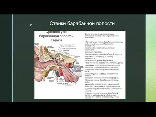 Стенки барабанной полости