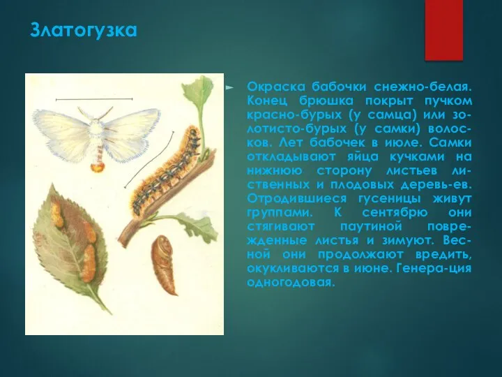 Златогузка Окраска бабочки снежно-белая. Конец брюшка покрыт пучком красно-бурых (у самца)