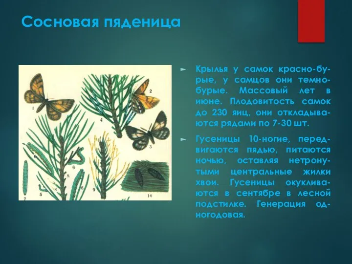 Сосновая пяденица Крылья у самок красно-бу-рые, у самцов они темно-бурые. Массовый