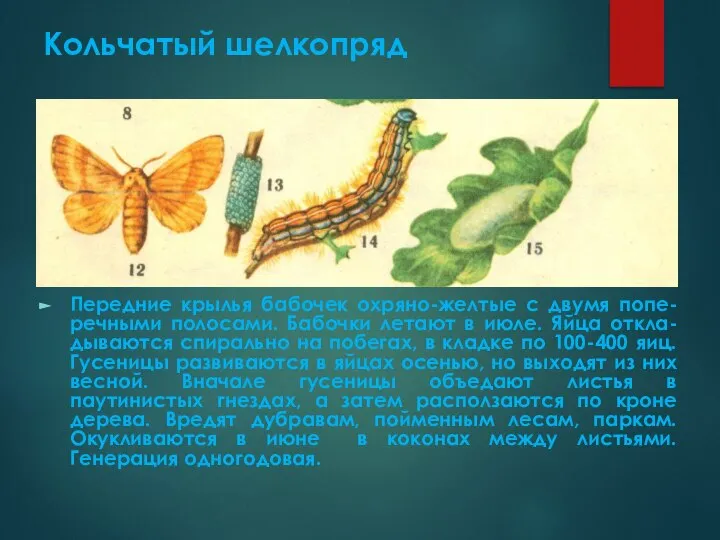 Кольчатый шелкопряд Передние крылья бабочек охряно-желтые с двумя попе-речными полосами. Бабочки