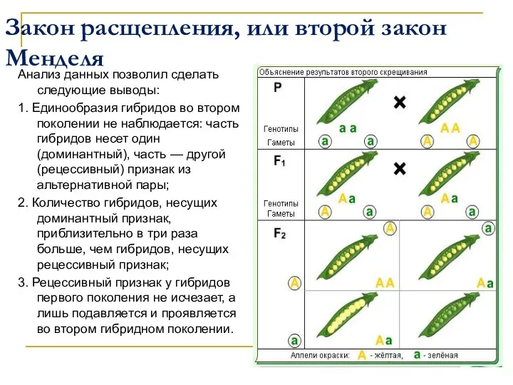 Закон расщепления, или второй закон Менделя Анализ данных позволил сделать следующие