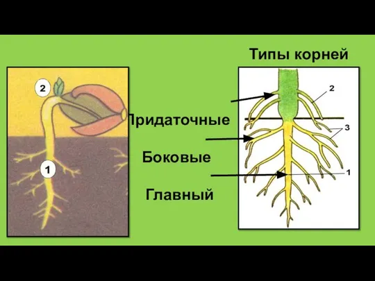 Типы корней Придаточные Боковые Главный