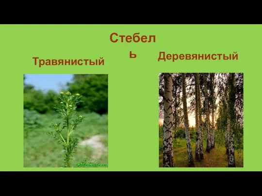 Стебель Деревянистый Травянистый