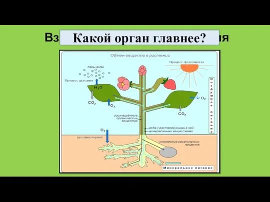 Взаимосвязь частей растения Какой орган главнее?