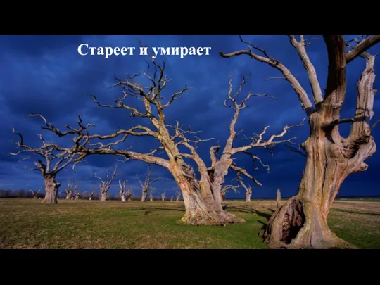 Стареет и умирает