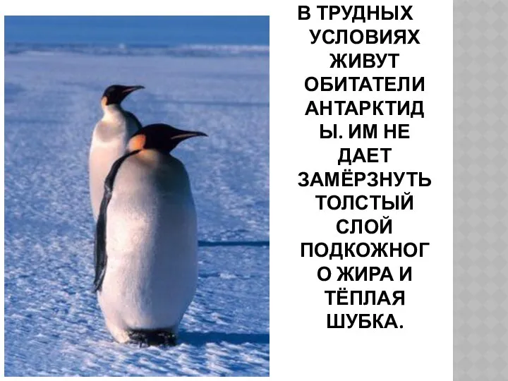 В ТРУДНЫХ УСЛОВИЯХ ЖИВУТ ОБИТАТЕЛИ АНТАРКТИДЫ. ИМ НЕ ДАЕТ ЗАМЁРЗНУТЬ ТОЛСТЫЙ