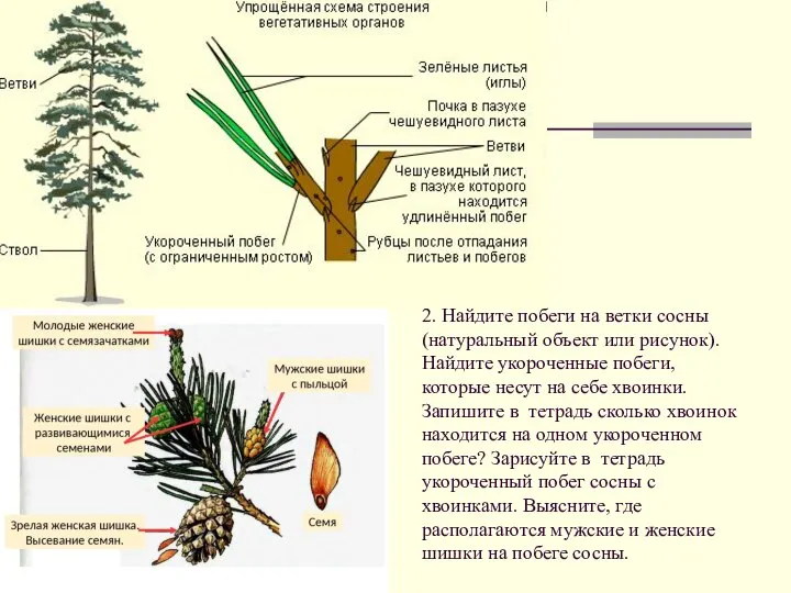 2. Найдите побеги на ветки сосны (натуральный объект или рисунок). Найдите