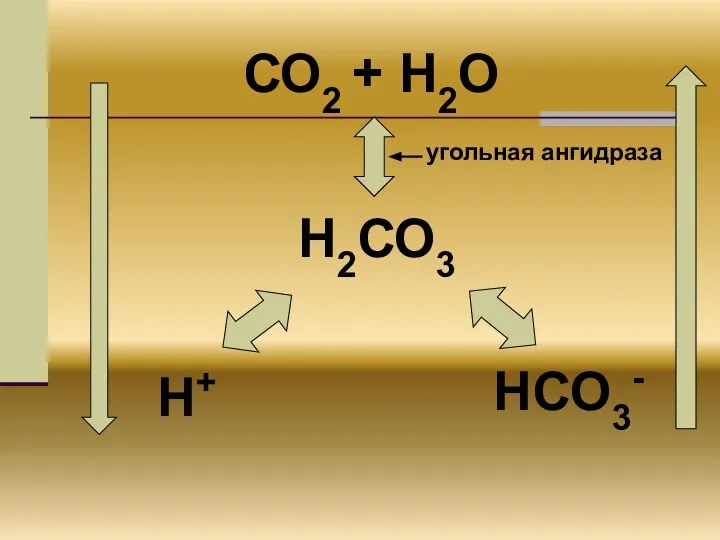 СО2 + Н2О Н2СО3 НСО3- Н+ угольная ангидраза