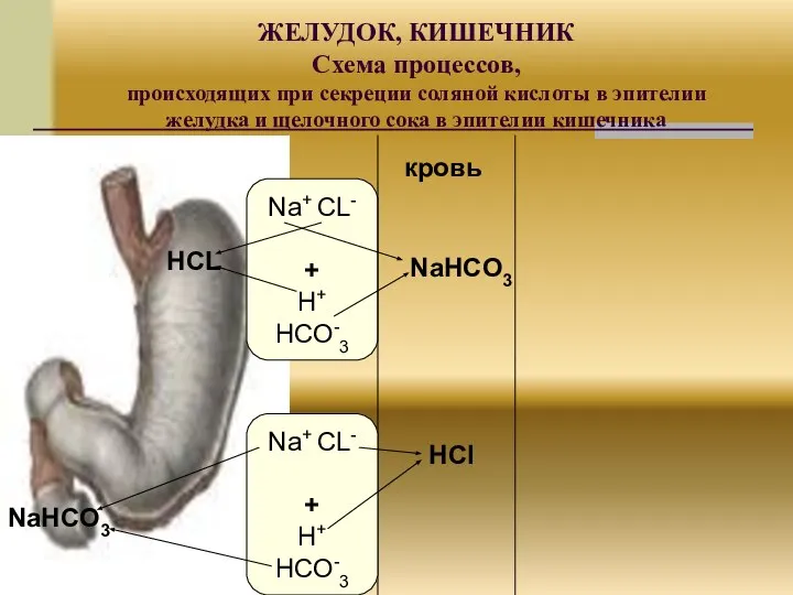 ЖЕЛУДОК, КИШЕЧНИК Схема процессов, происходящих при секреции соляной кислоты в эпителии