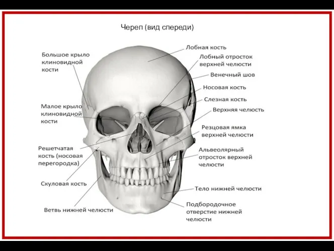 Череп (вид спереди)