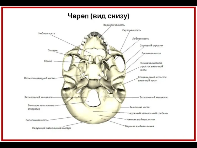 Череп (вид снизу)