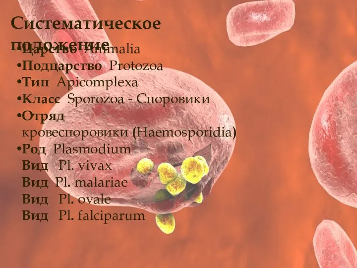 Систематическое положение Царство Animalia Подцарство Protozoa Тип Apicomplexa Класс Sporozoa -