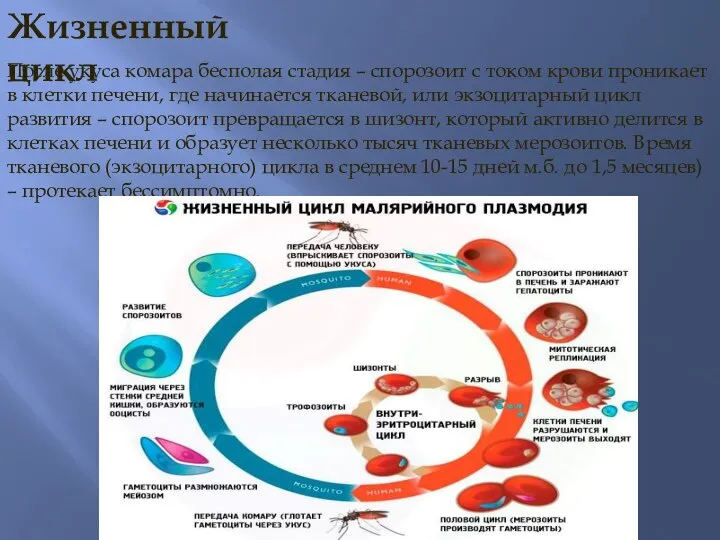 Жизненный цикл После укуса комара бесполая стадия – спорозоит с током