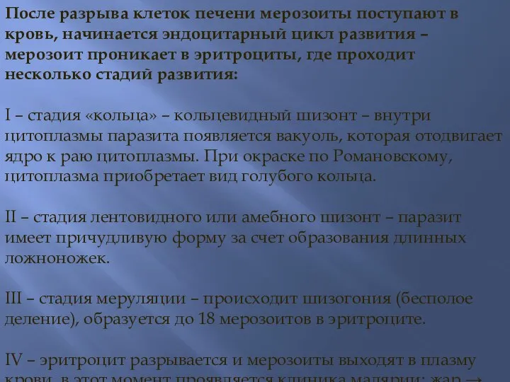 После разрыва клеток печени мерозоиты поступают в кровь, начинается эндоцитарный цикл