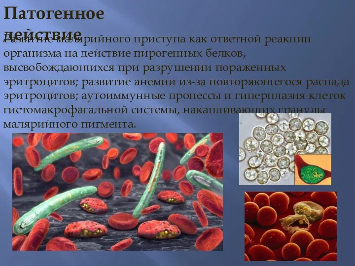 Развитие малярийного приступа как ответной реакции организма на действие пирогенных белков,