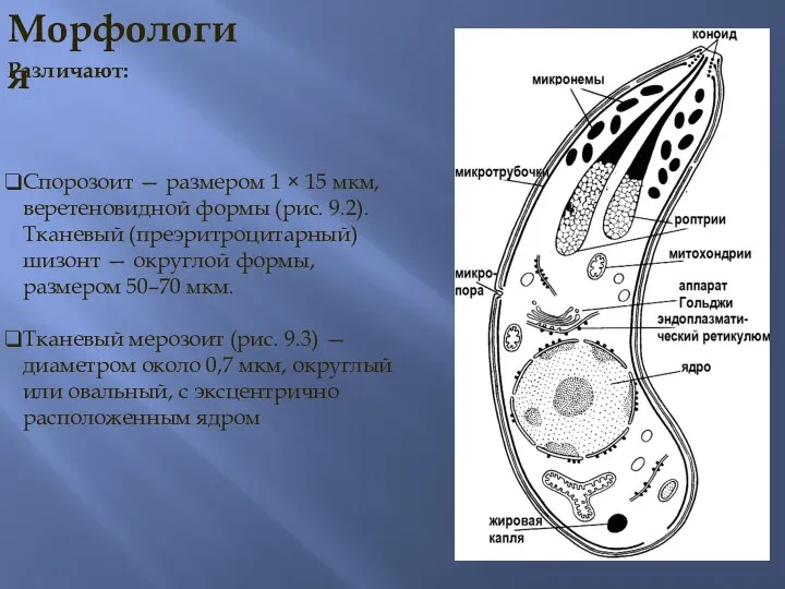 Морфология Различают: Спорозоит — размером 1 × 15 мкм, веретеновидной формы