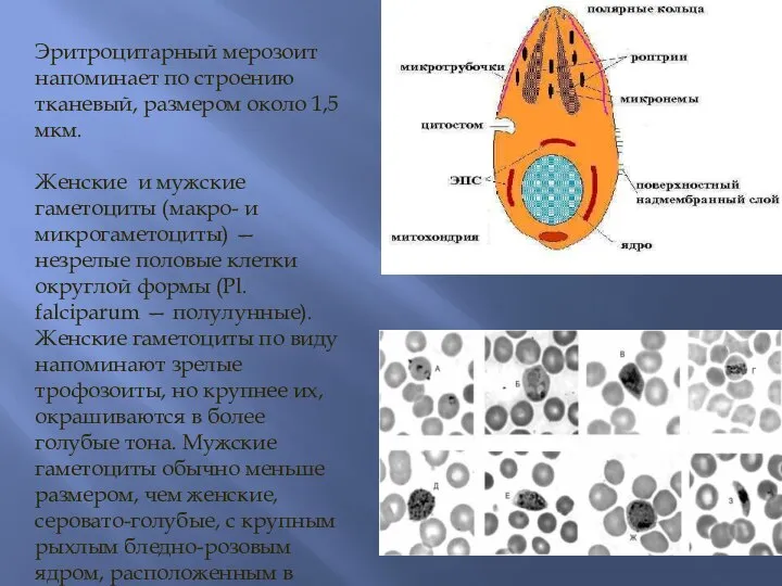 Эритроцитарный мерозоит напоминает по строению тканевый, размером около 1,5 мкм. Женские