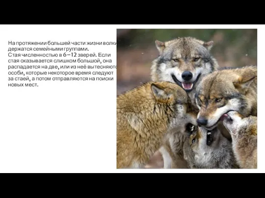 На протяжении большей части жизни волки держатся семейными группами. Стая численностью