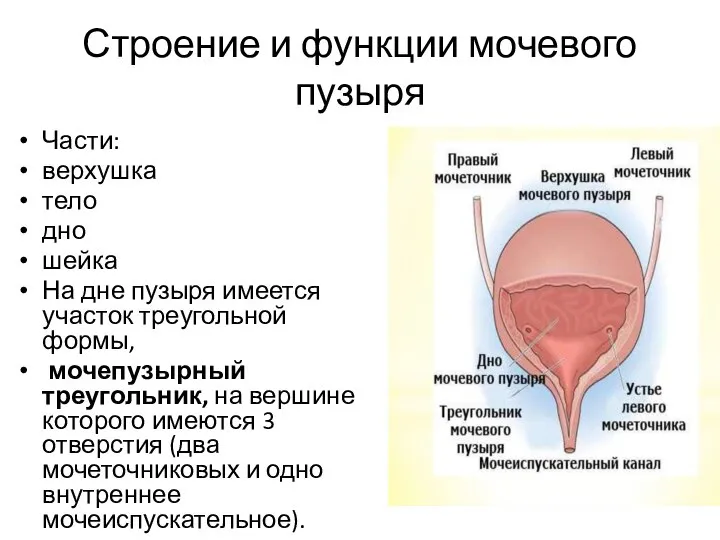 Строение и функции мочевого пузыря Части: верхушка тело дно шейка На