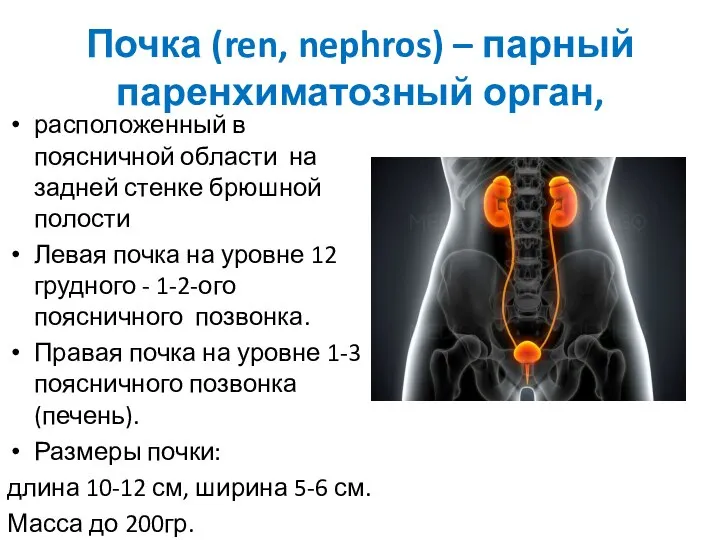 Почка (ren, nephros) – парный паренхиматозный орган, расположенный в поясничной области