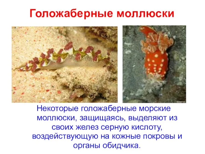 Голожаберные моллюски Некоторые голожаберные морские моллюски, защищаясь, выделяют из своих желез