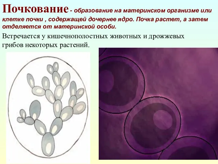 Встречается у кишечнополостных животных и дрожжевых грибов некоторых растений. Почкование -