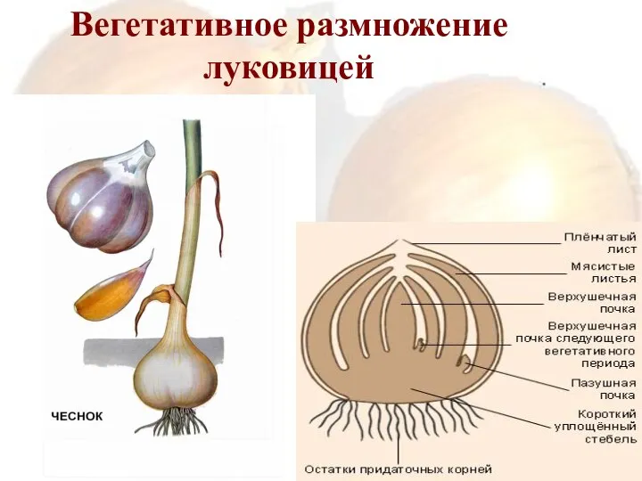 Вегетативное размножение луковицей