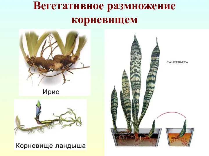 Вегетативное размножение корневищем