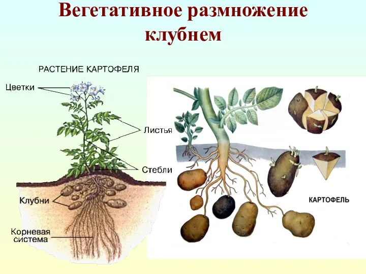 Вегетативное размножение клубнем