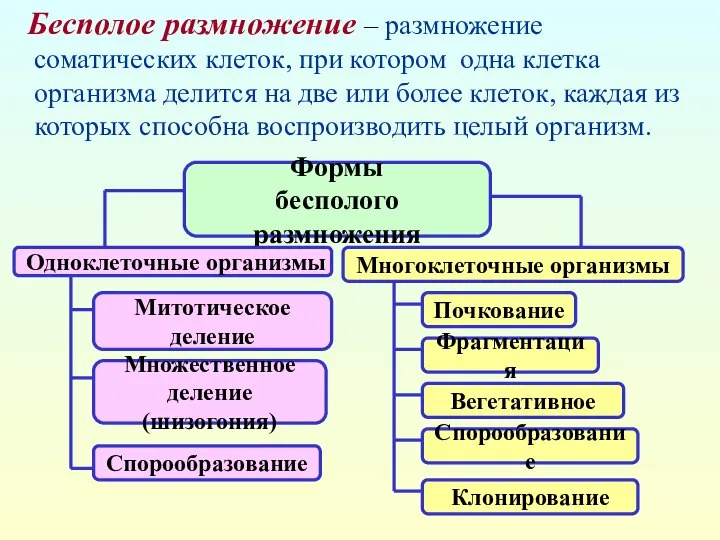 Формы бесполого размножения Одноклеточные организмы Многоклеточные организмы Митотическое деление Множественное деление(шизогония)