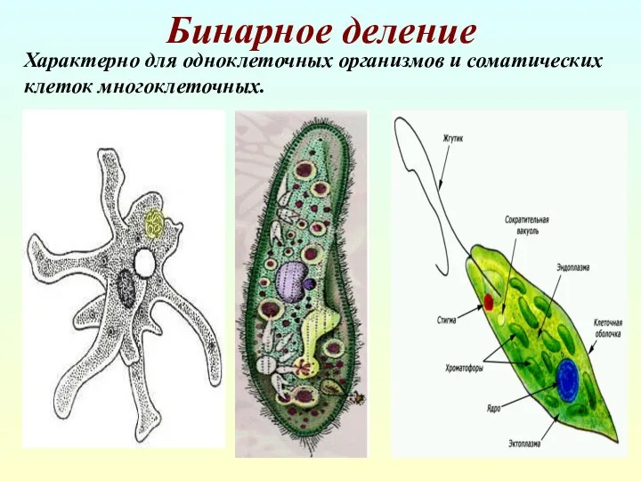 Бинарное деление Характерно для одноклеточных организмов и соматических клеток многоклеточных.