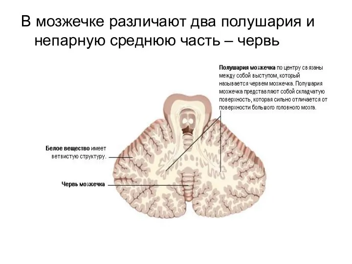 В мозжечке различают два полушария и непарную среднюю часть – червь мозжечка.